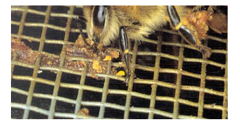 (C) Imkereizentrum.at Archiv